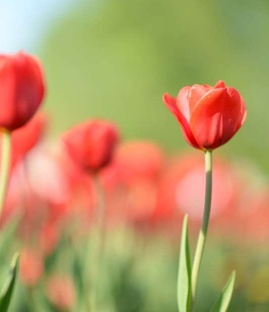 Muş Gezilecek Yerler